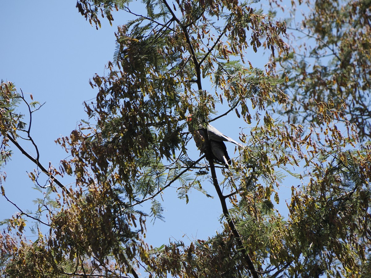 Miğferli Kakadu - ML646561880