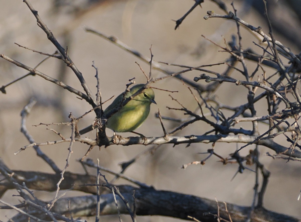 Orange-crowned Warbler - ML646561881