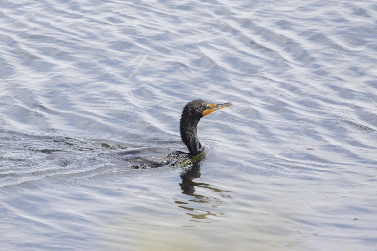 kormorán ušatý - ML646561882