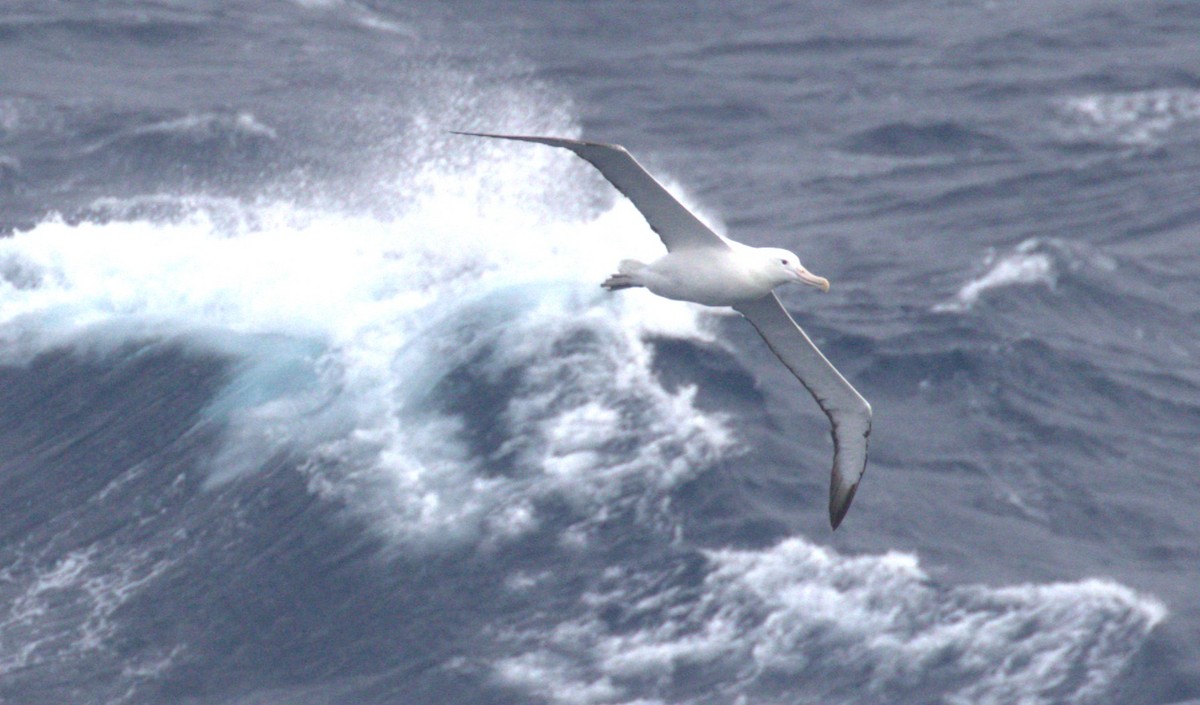 Hegoaldeko albatros handia - ML646561883