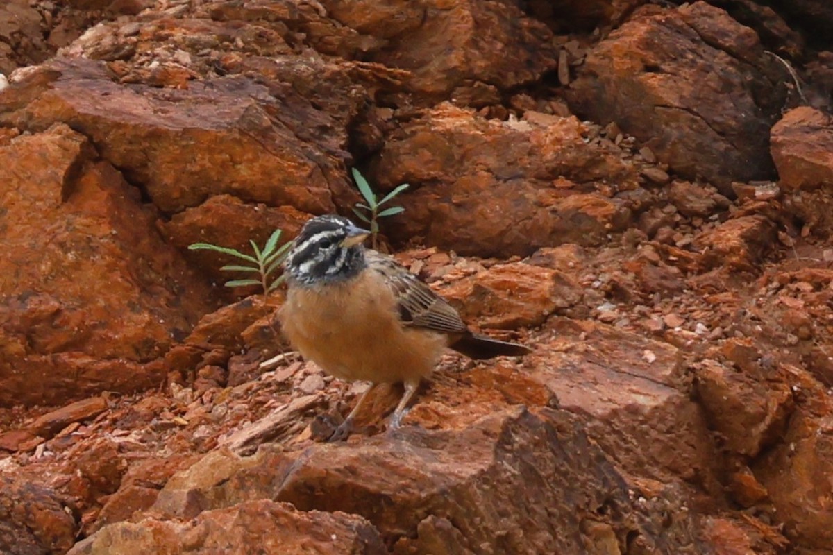 Cinnamon-breasted Bunting - ML646561884