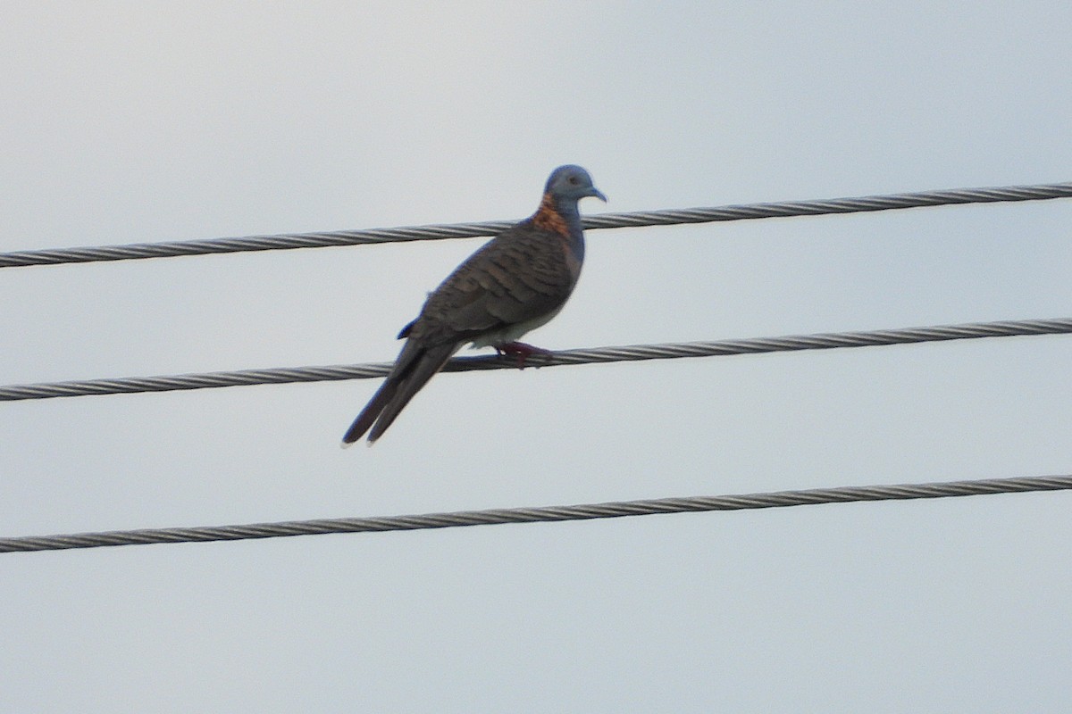 Bar-shouldered Dove - ML646561885