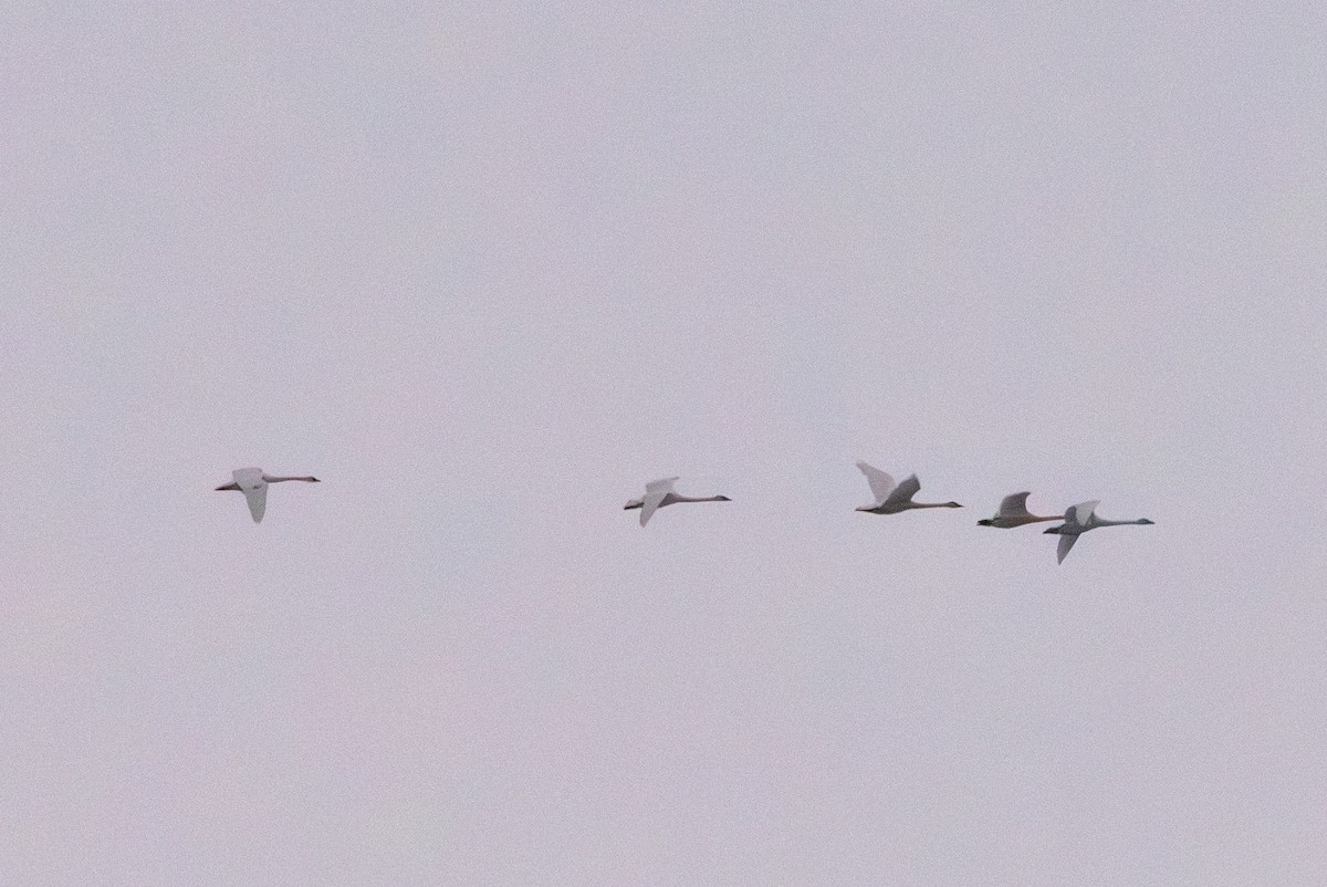 Trumpeter Swan - ML646561886