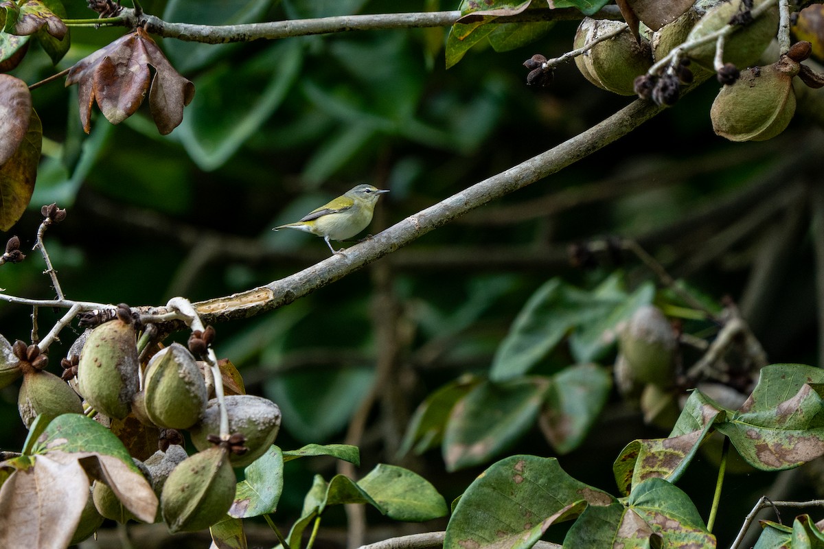 Tennessee Warbler - ML646561887