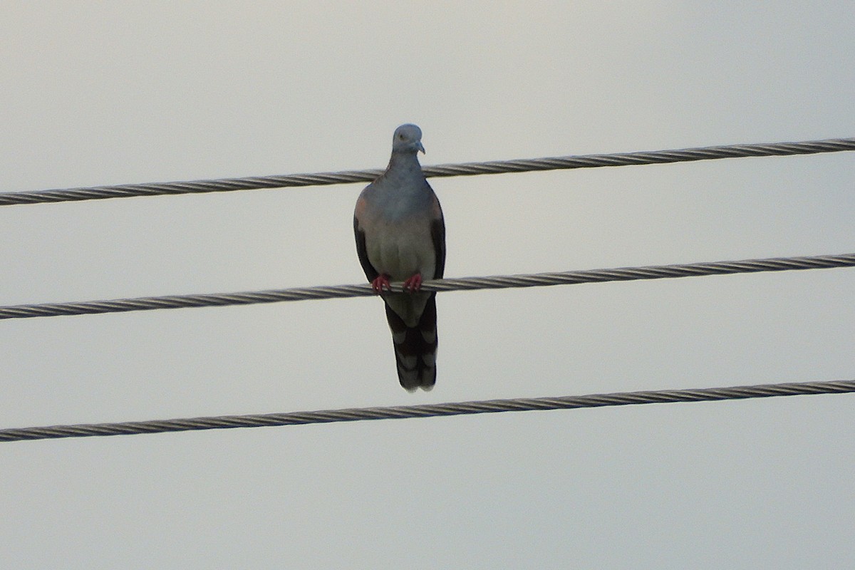 Bar-shouldered Dove - ML646561888