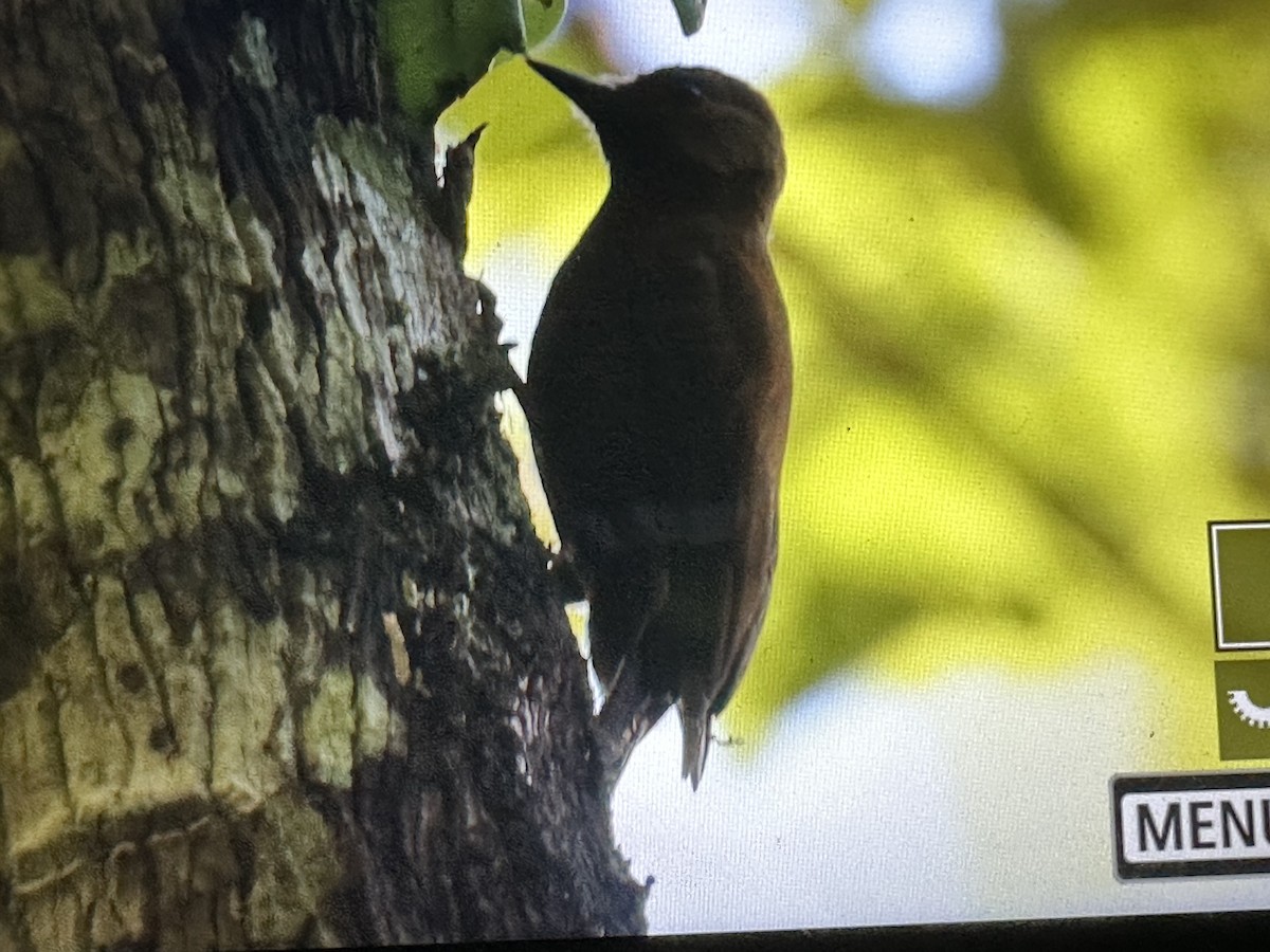 Kül Rengi Ağaçkakan - ML646561889