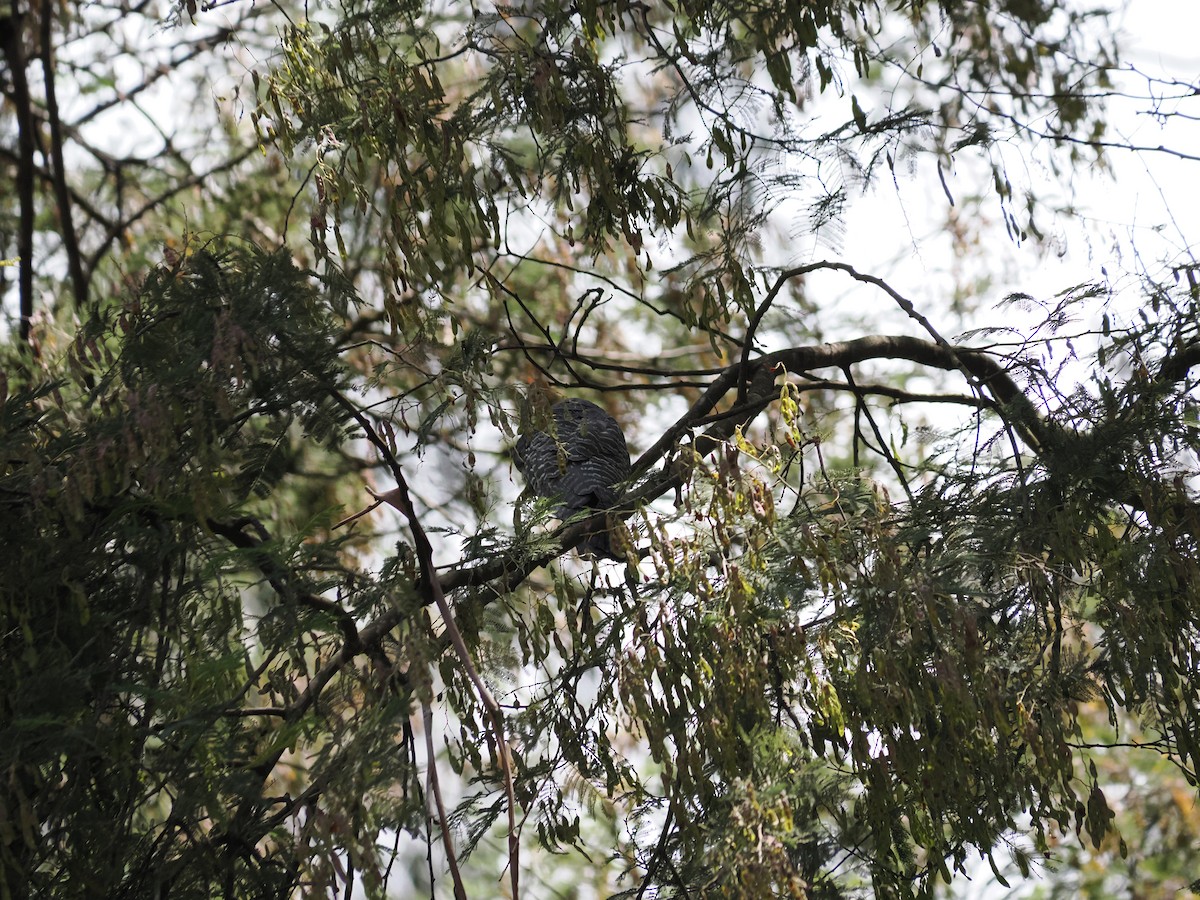 Miğferli Kakadu - ML646561890