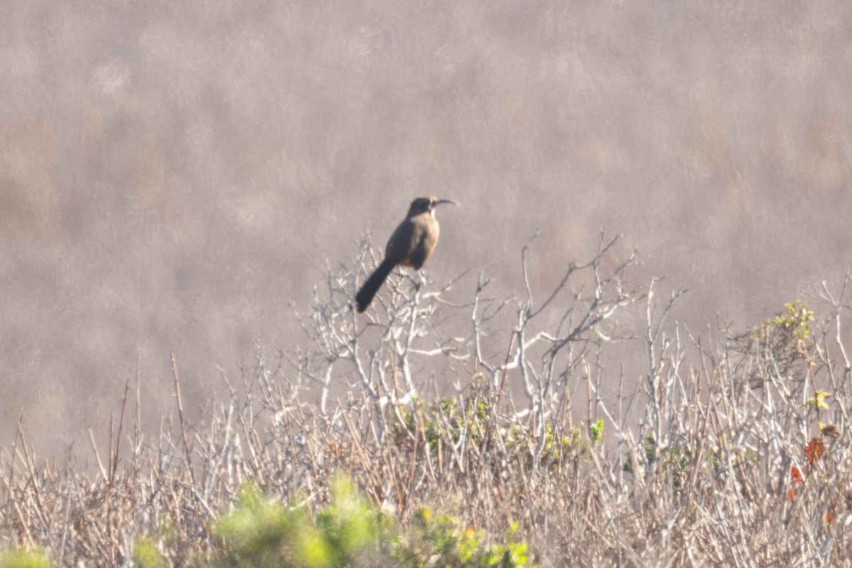 California Thrasher - ML646561892