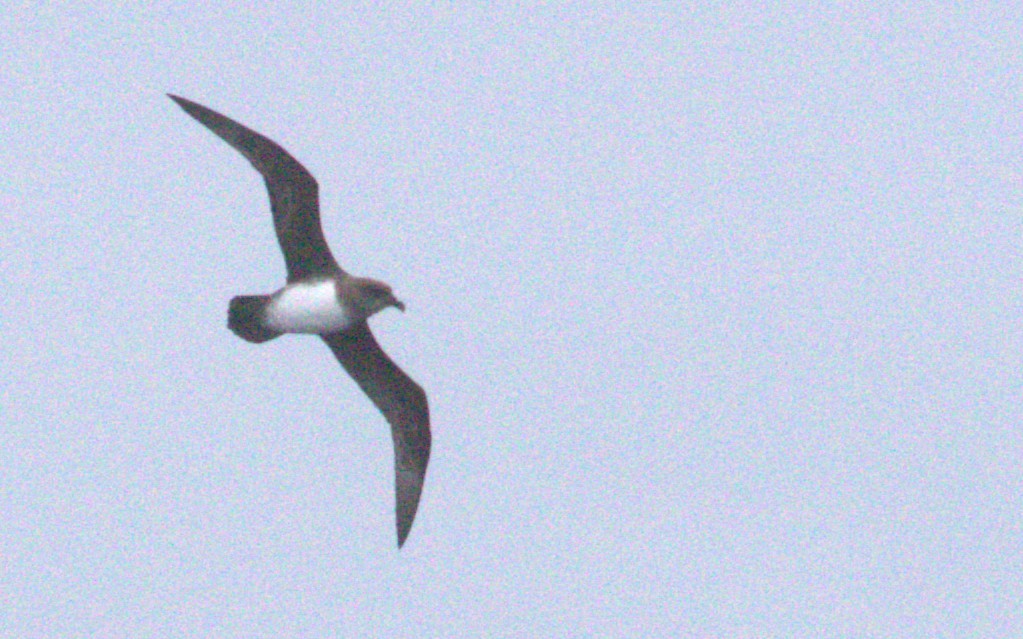 Schlegel braia - ML646561893