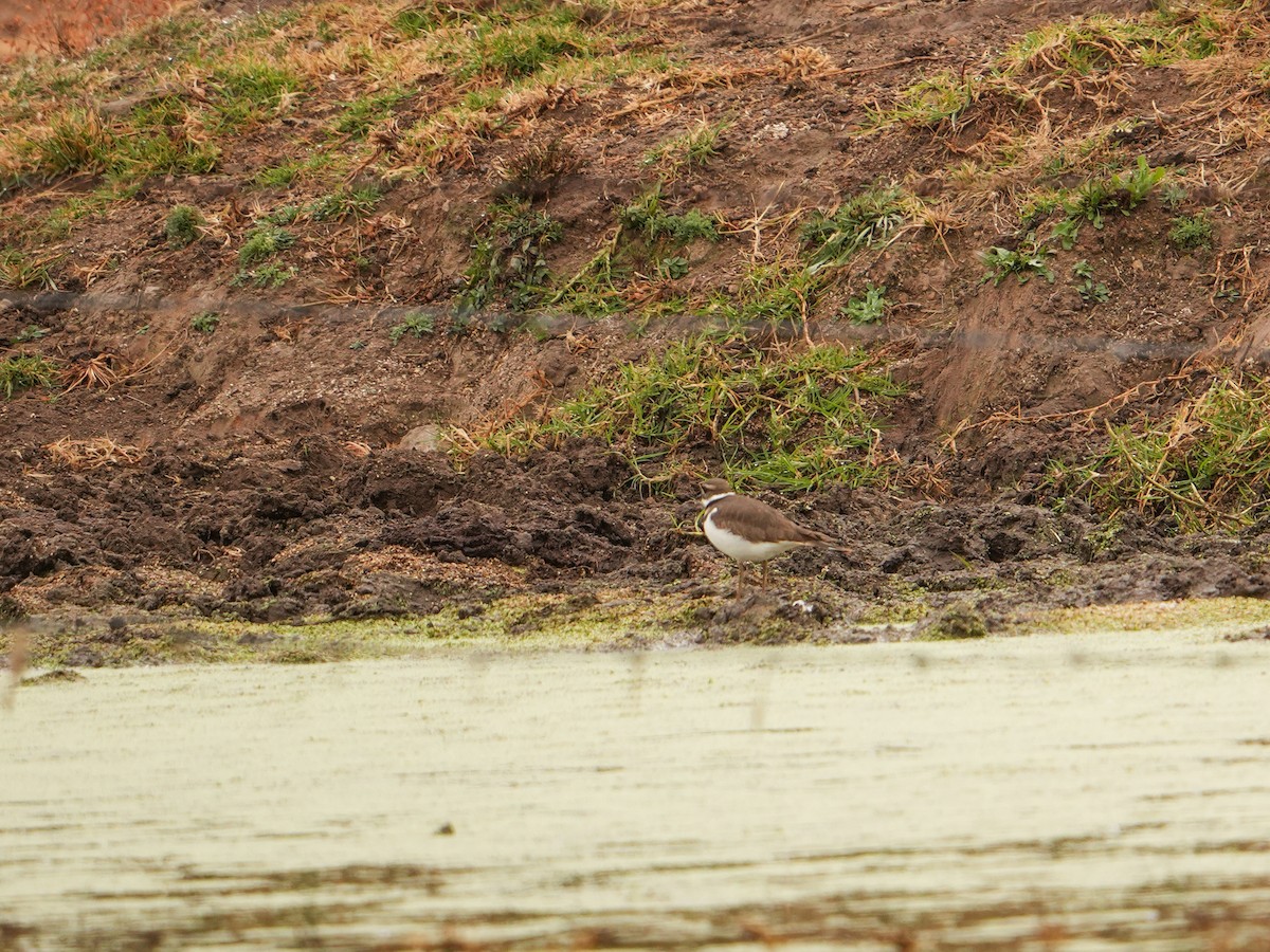 Killdeer - ML646561894