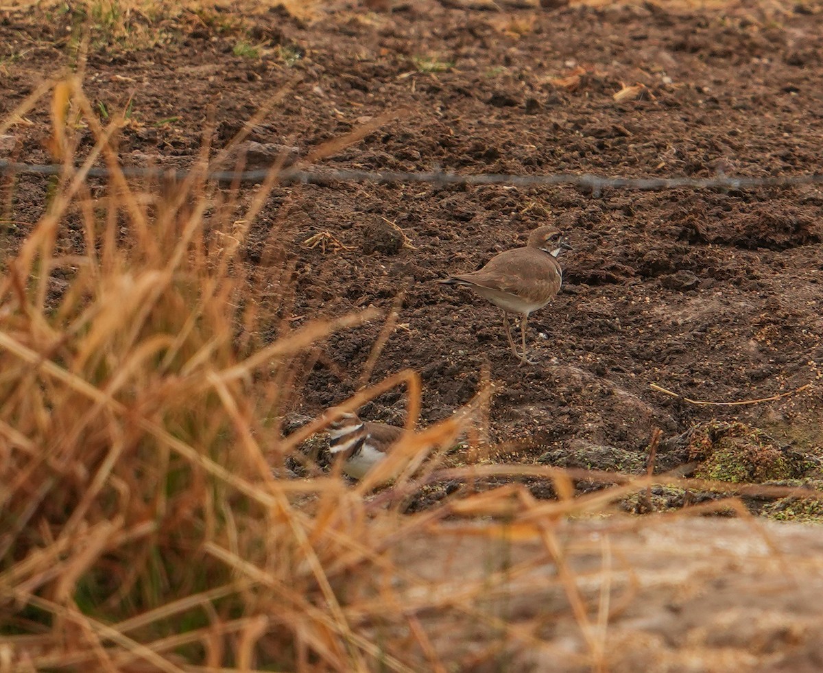 Killdeer - ML646561895