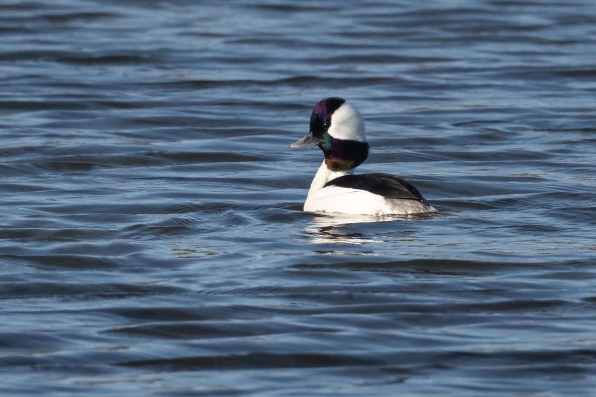 Murgilari buruzuria - ML646561896