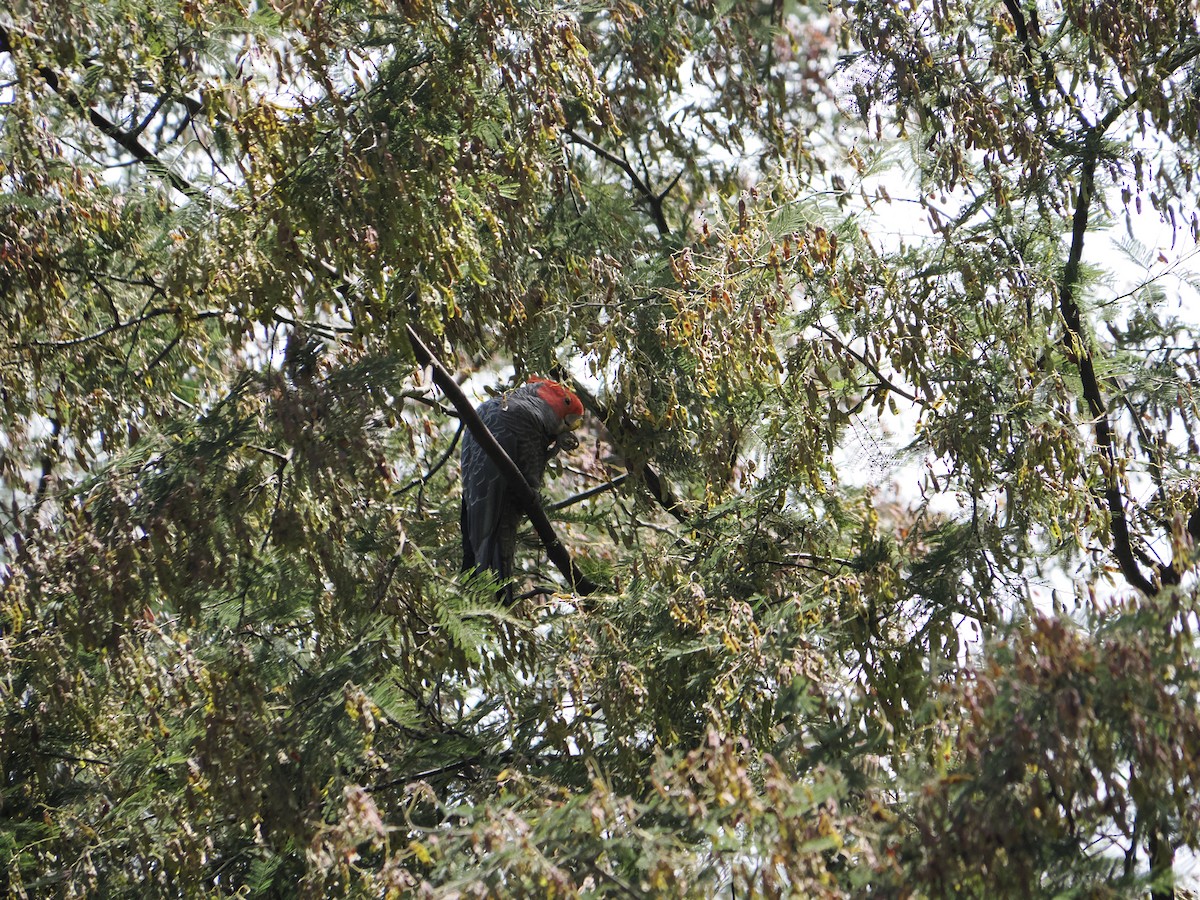 Miğferli Kakadu - ML646561897