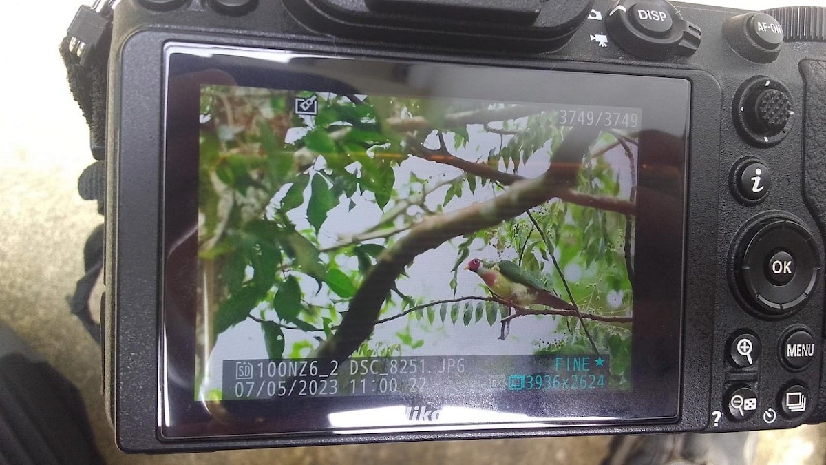 ボタンバト - ML646561898