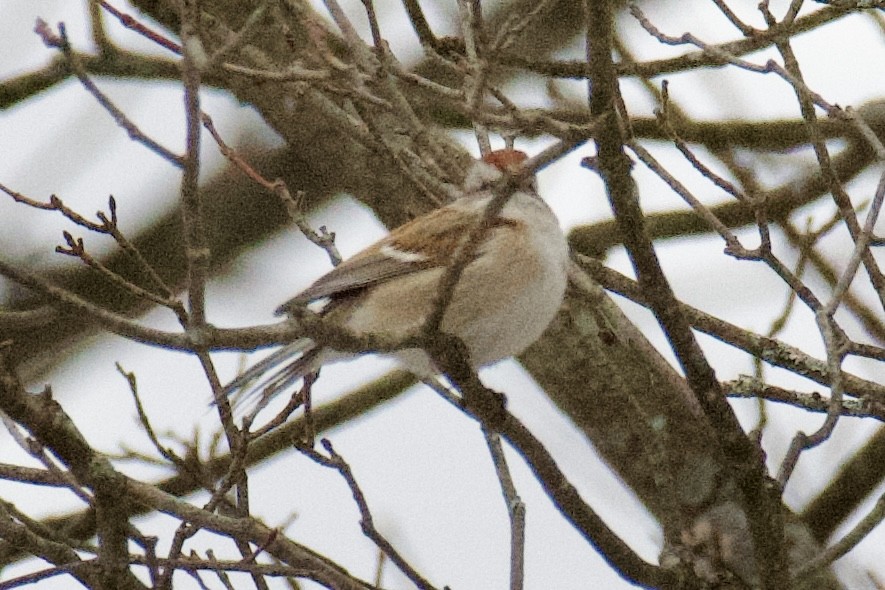 American Tree Sparrow - ML646561899