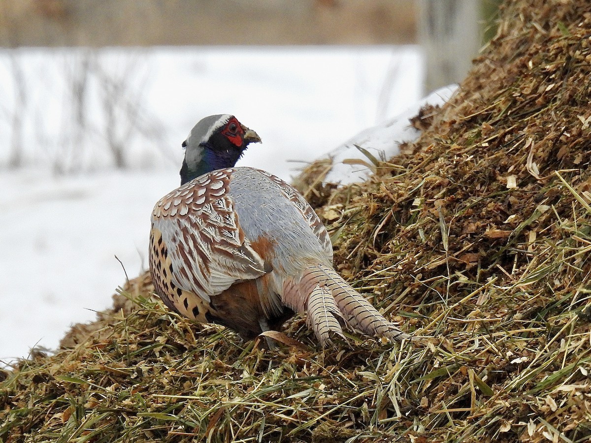 Ring-necked Pheasant - ML646561901