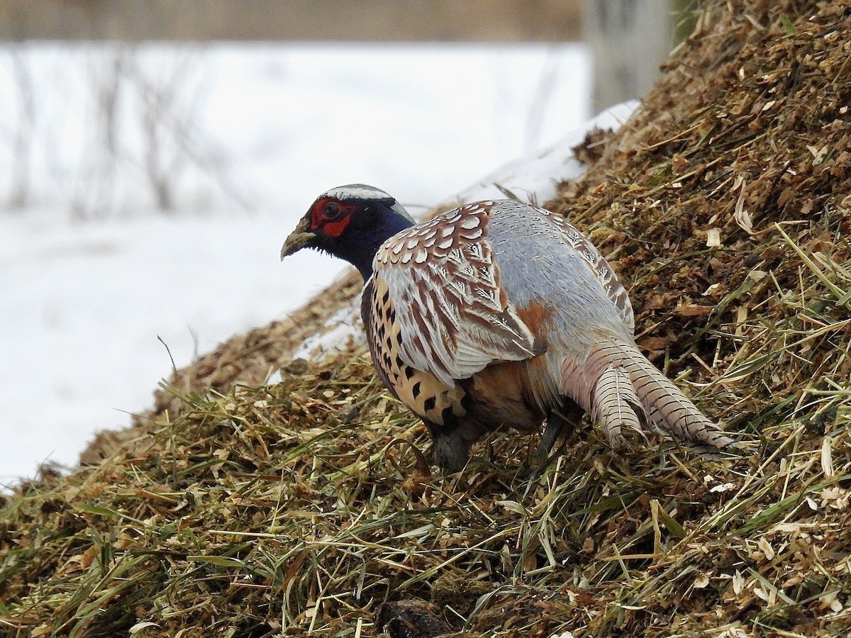 Ring-necked Pheasant - ML646561902