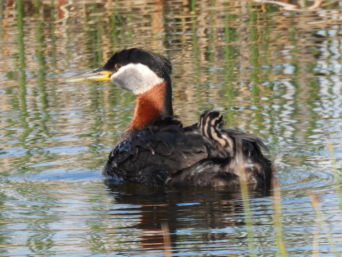 Red-necked Grebe - ML646561906