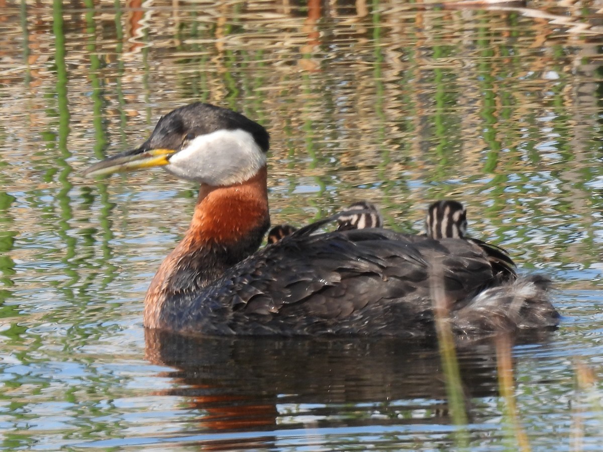 Red-necked Grebe - ML646561907