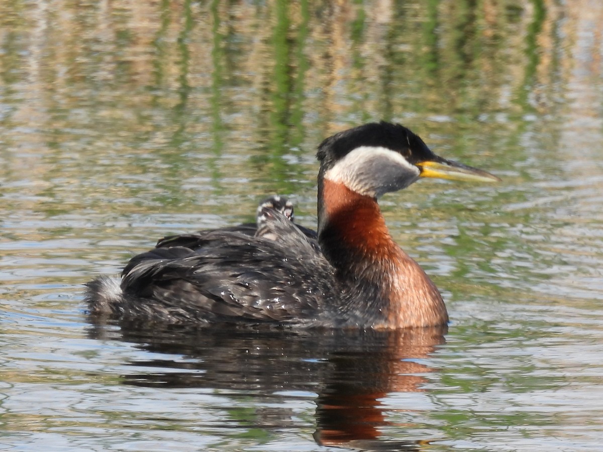 Red-necked Grebe - ML646561908