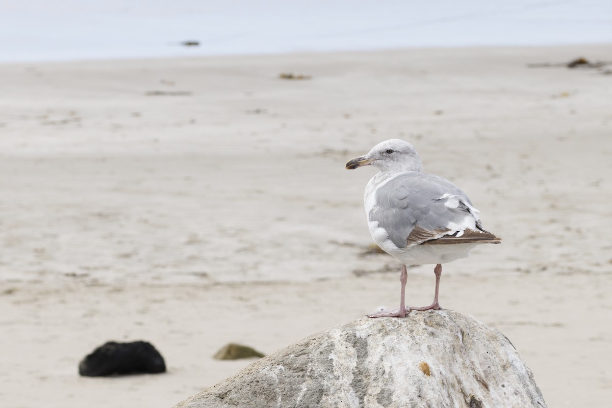 racek západní - ML646561913