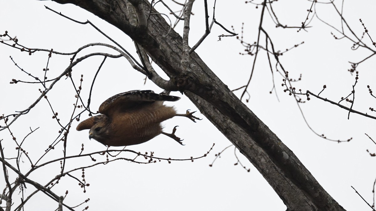 káně páskovaná - ML646561915