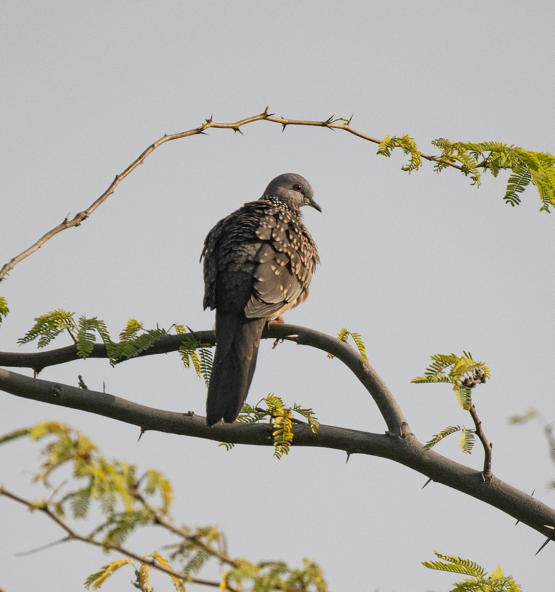 hrdlička kropenatá - ML646561917