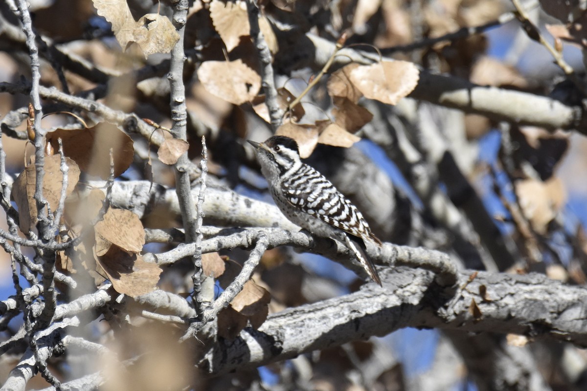 Ladder-backed Woodpecker - ML646561919