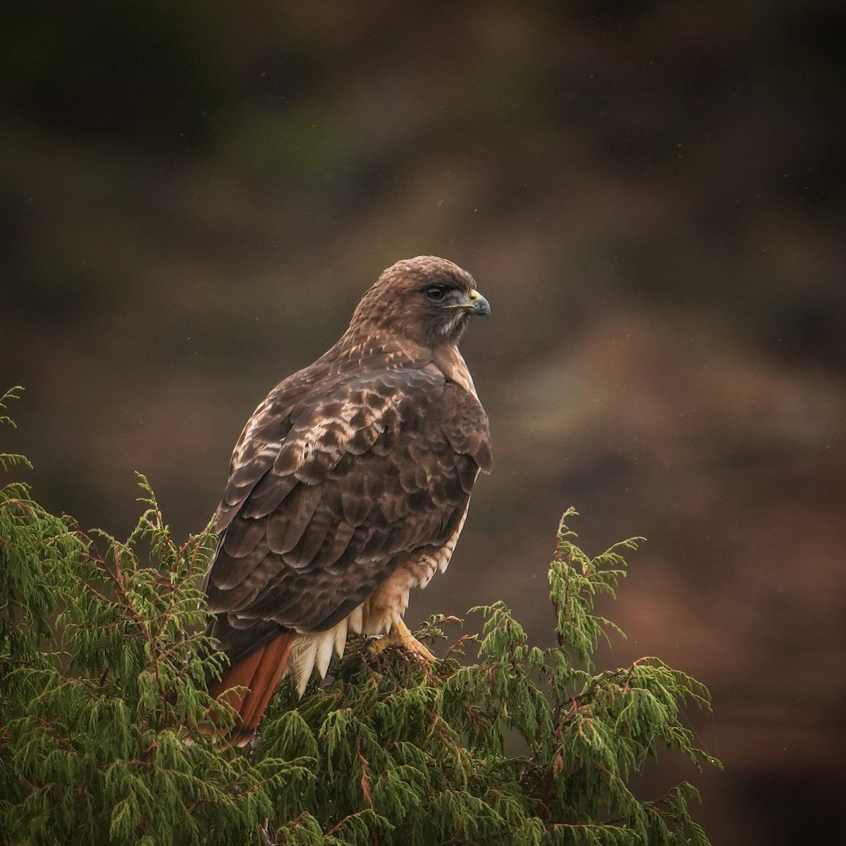 Red-tailed Hawk - ML646561920