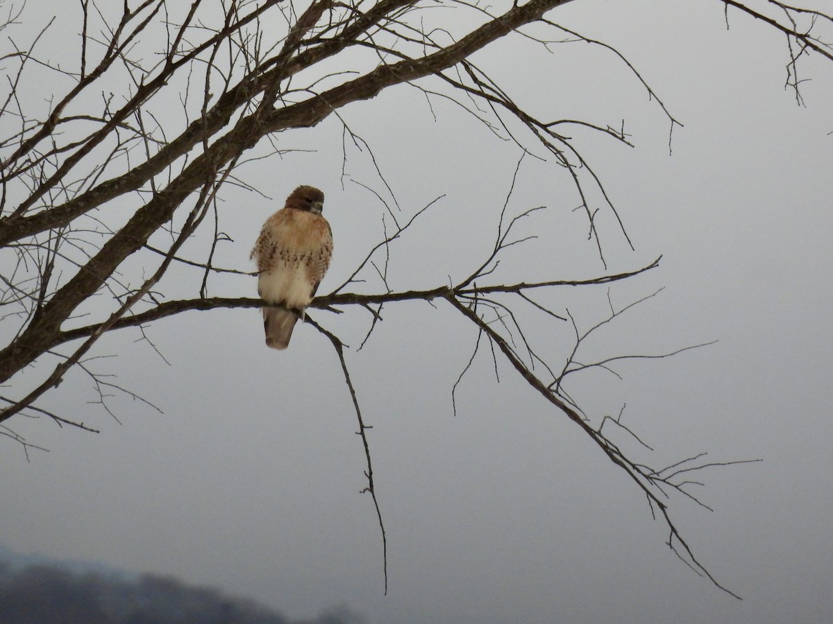 Red-tailed Hawk - ML646561921