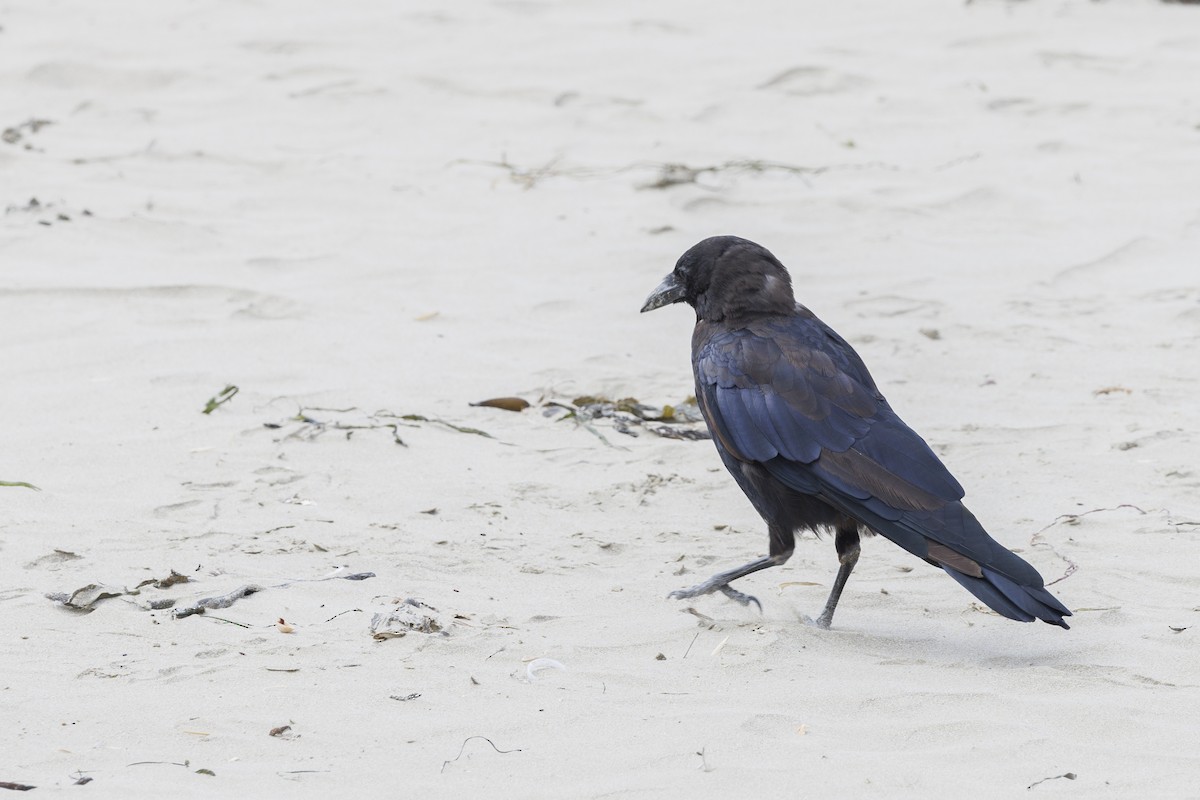 vrána americká - ML646561924