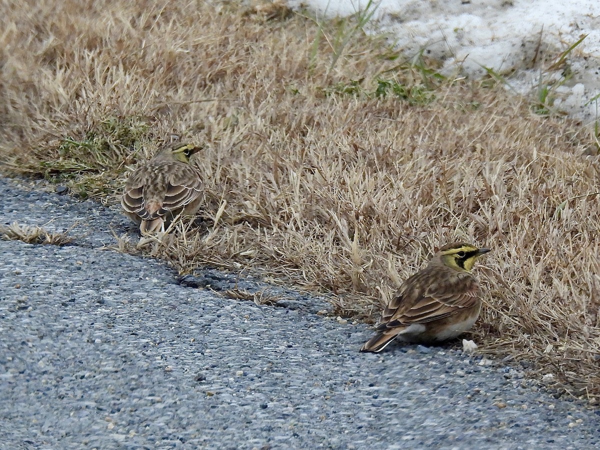 Horned Lark - ML646561930