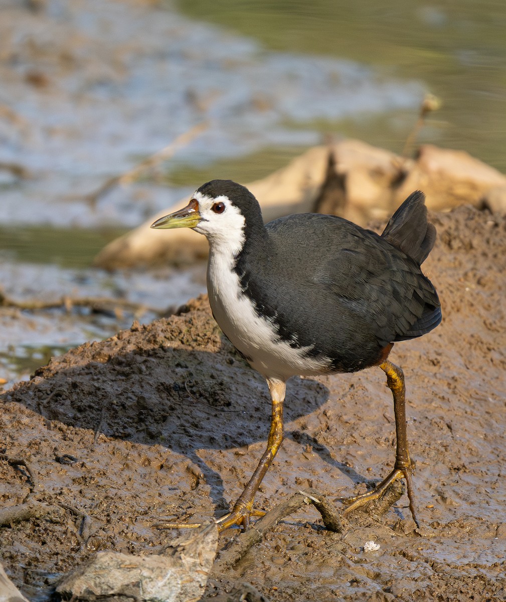chřástal běloprsý - ML646561931
