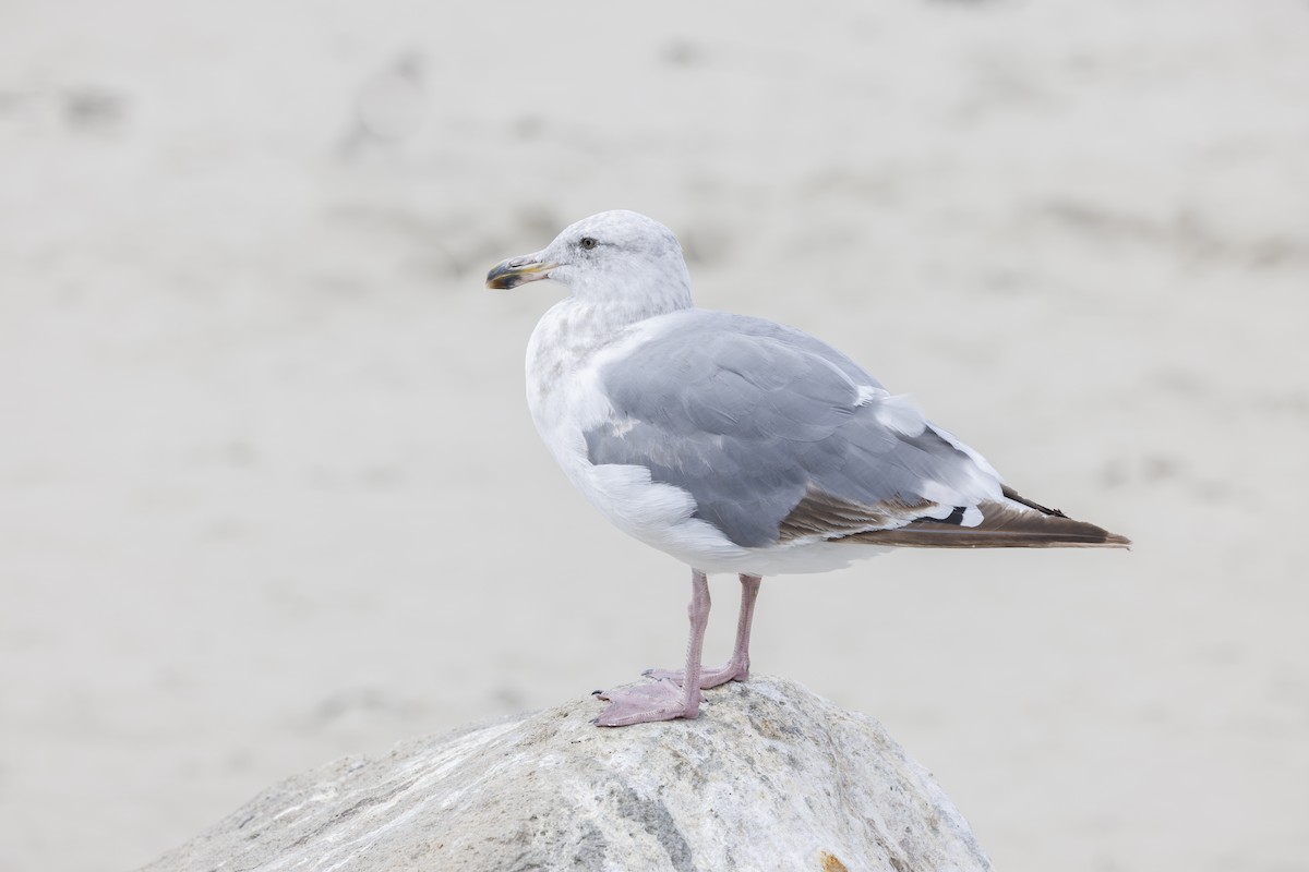 racek západní - ML646561932