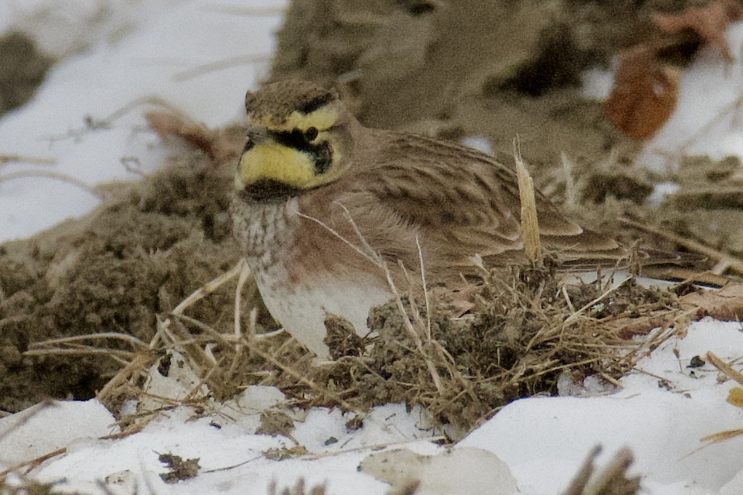 Horned Lark - ML646561933