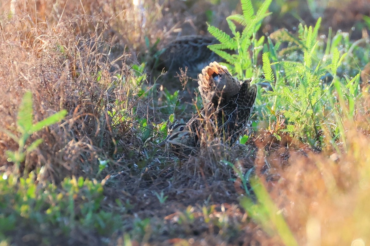 中地鷸 - ML646561935