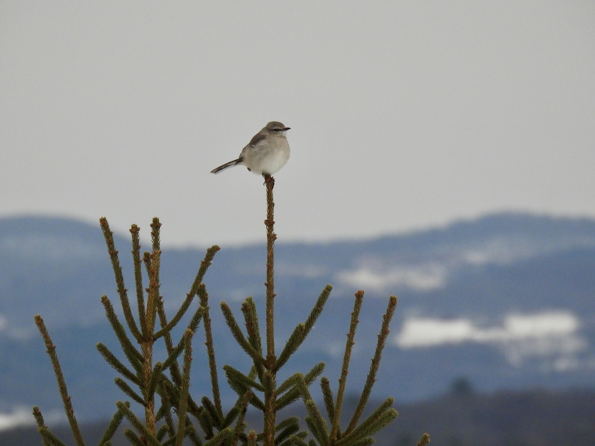 Northern Mockingbird - ML646561939