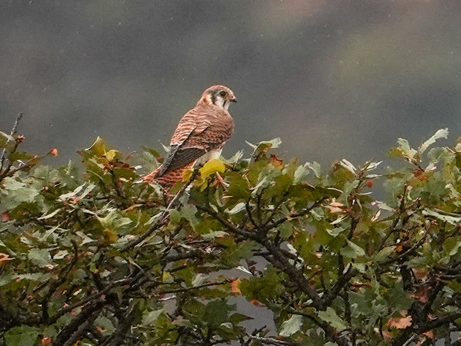 American Kestrel - ML646561940