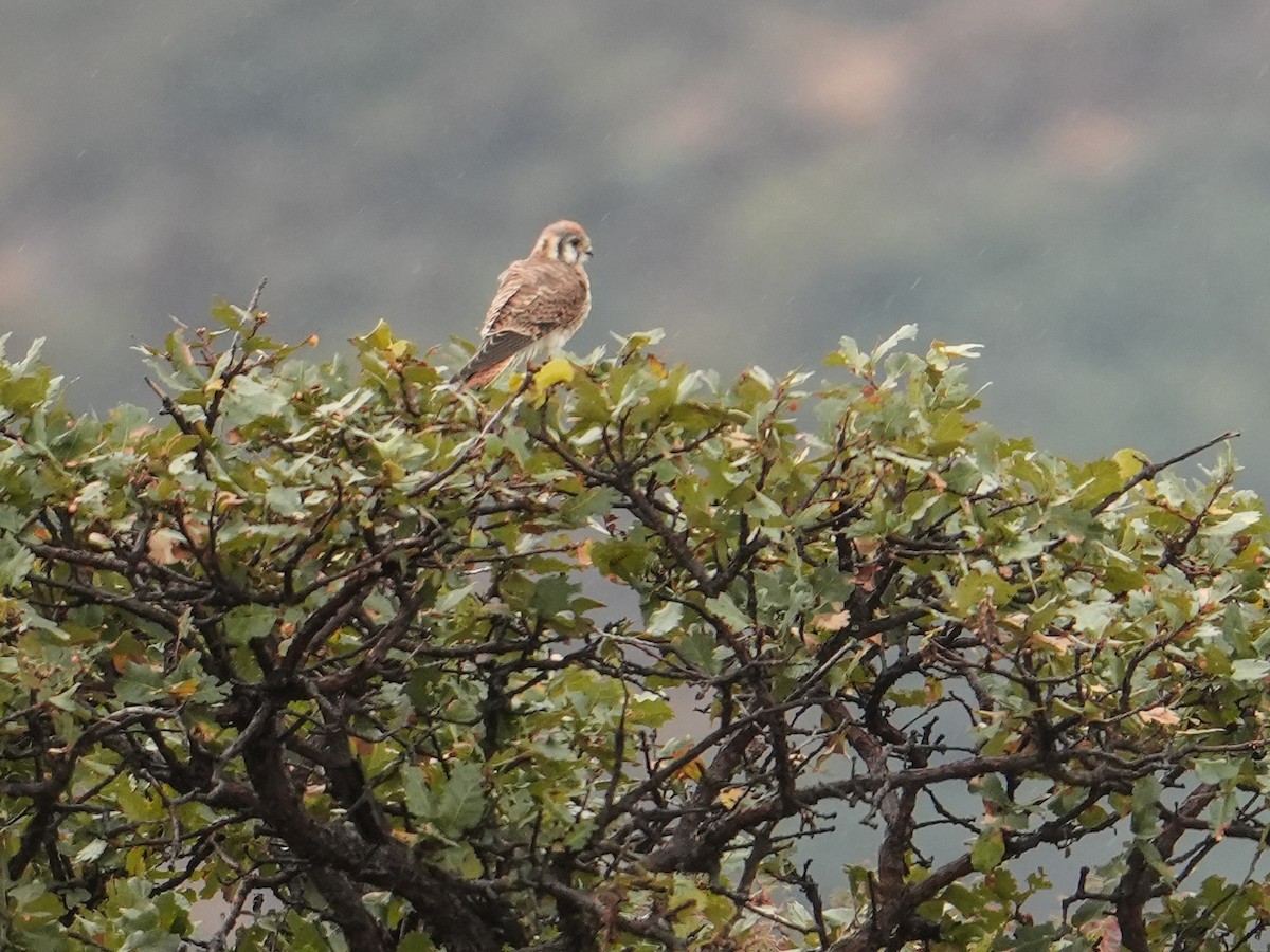American Kestrel - ML646561941