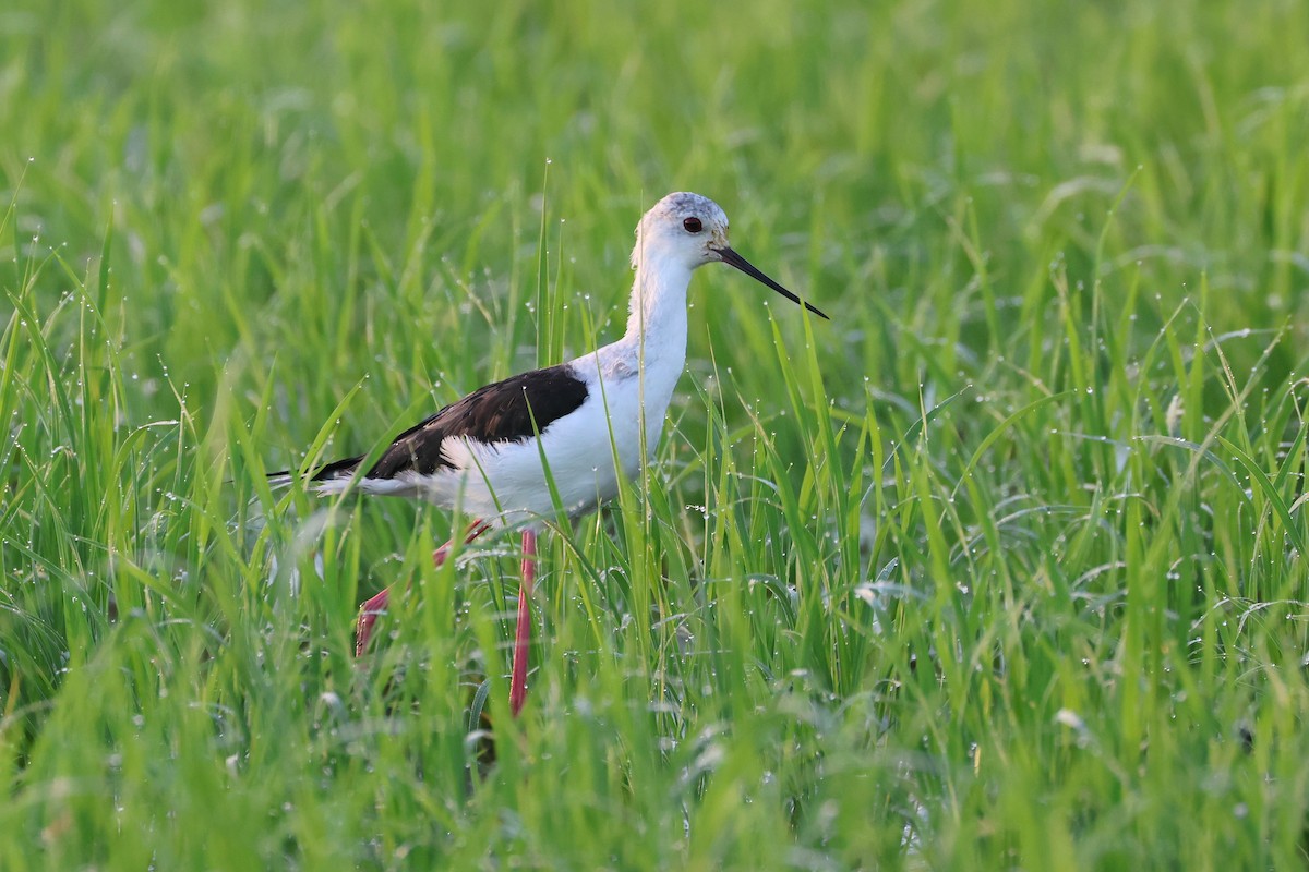 高蹺鴴 - ML646561942