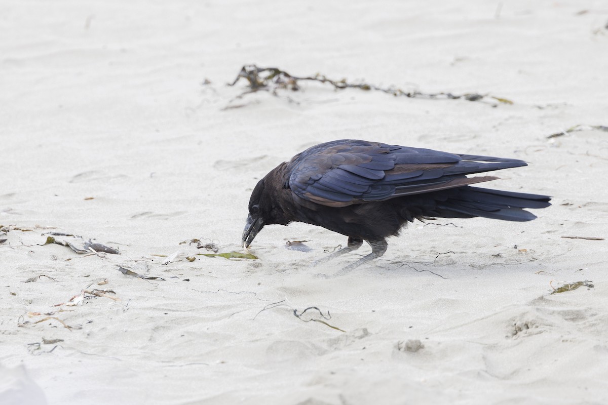 vrána americká - ML646561943