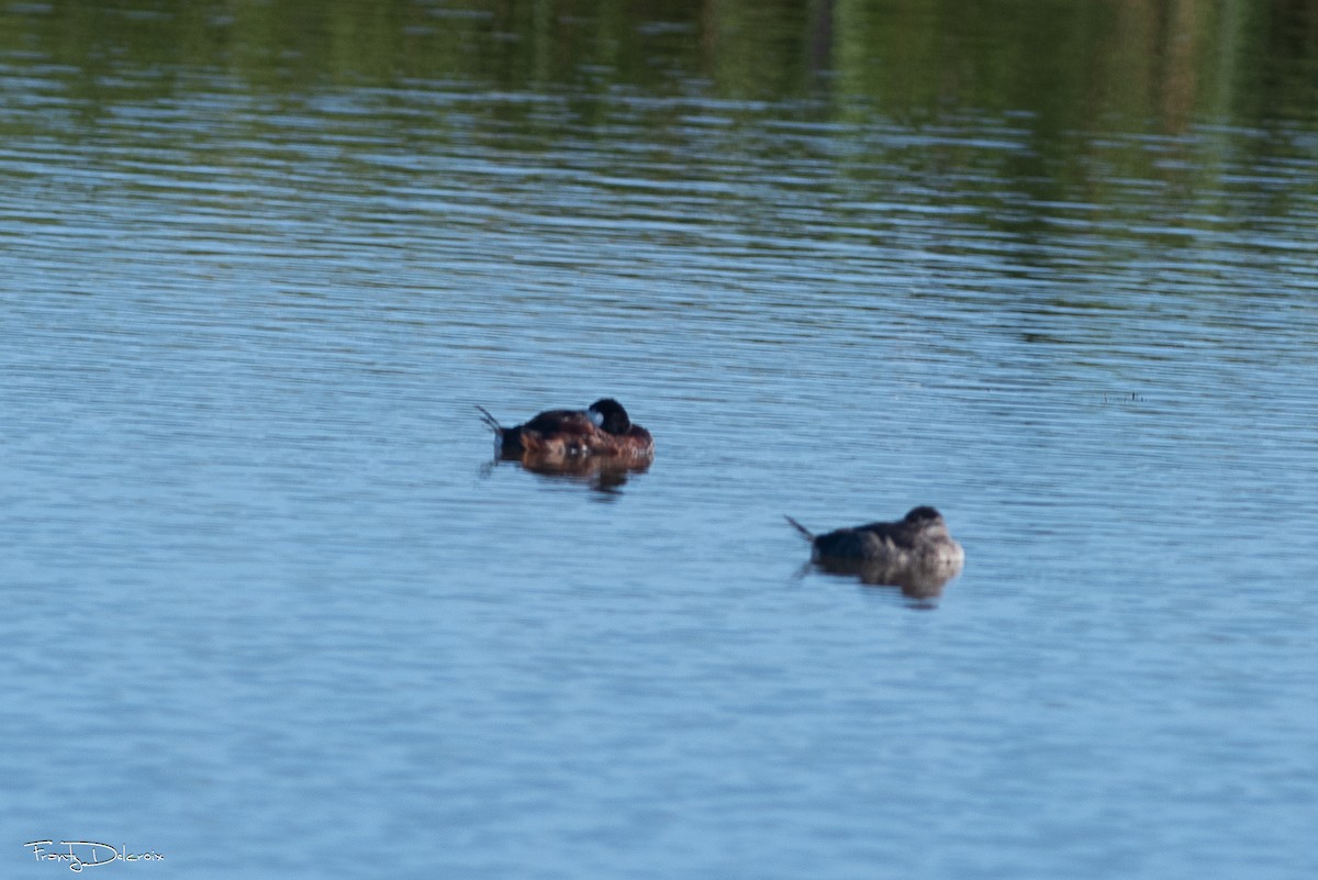 Американская савка - ML646561944