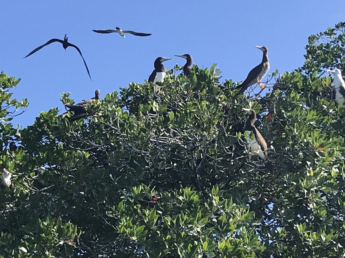 Brown Booby - ML646561945