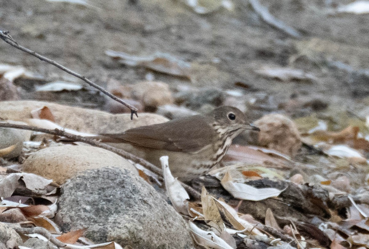 Дрізд-короткодзьоб плямистоволий - ML646561948