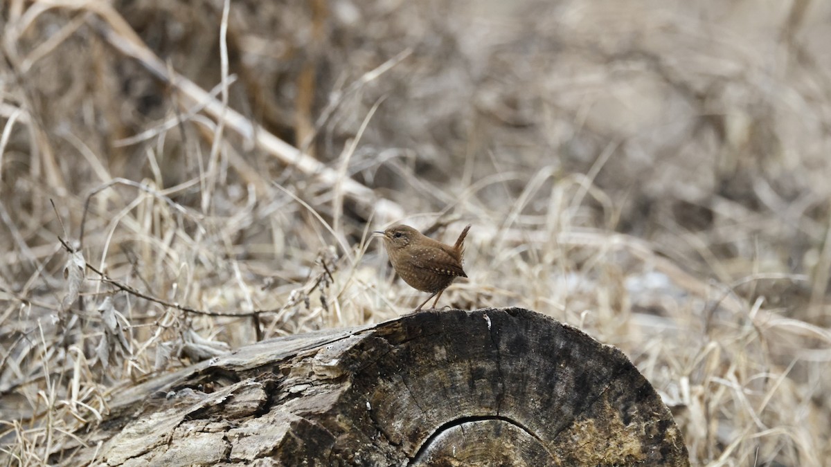 Winter Wren - ML646561951