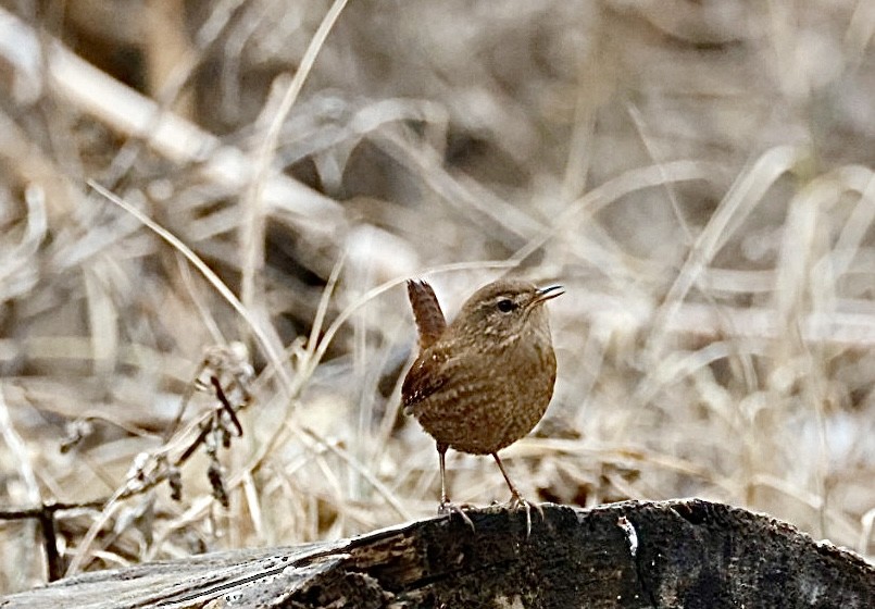 Winter Wren - ML646561952
