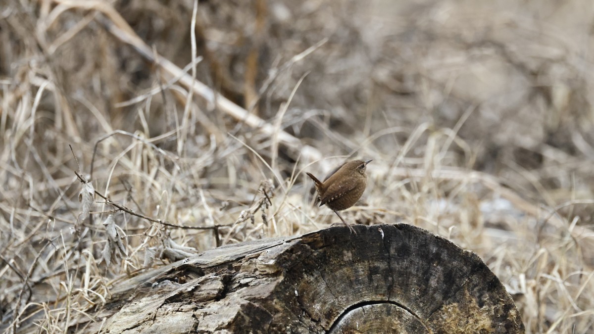 Winter Wren - ML646561953