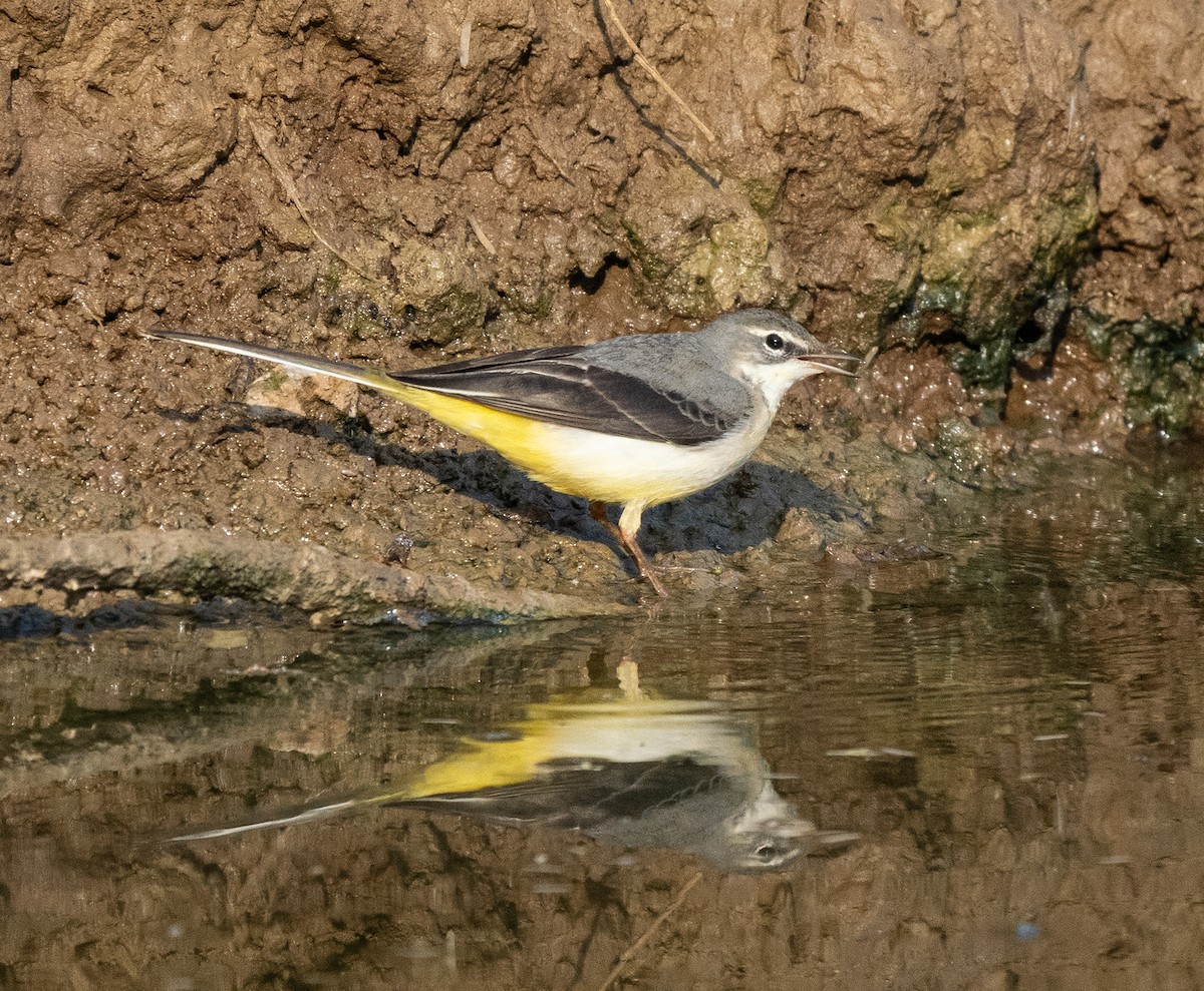 konipas horský - ML646561954