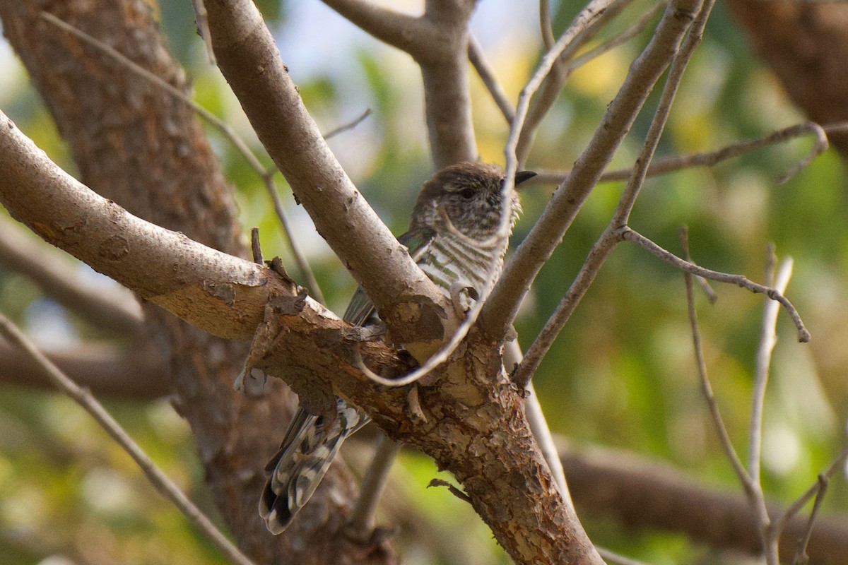 bronsegjøk - ML646561958