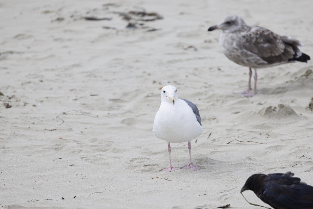 racek západní - ML646561959